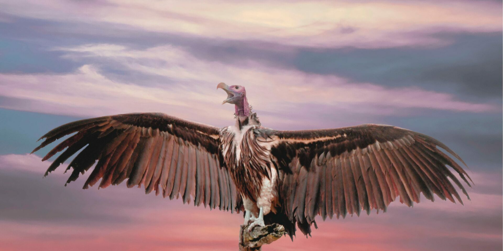 vautour fonds activiste