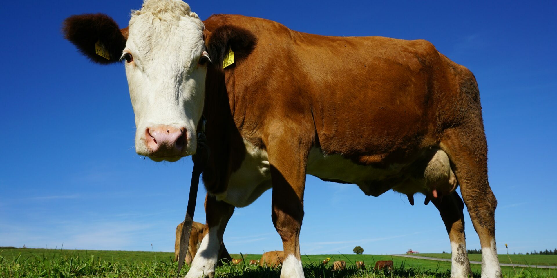 La situation économique des filières viandes bovine et porcine en 2022 La situation économique des filières viandes bovine et porcine en 2023