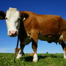 La situation économique des filières viandes bovine et porcine en 2023